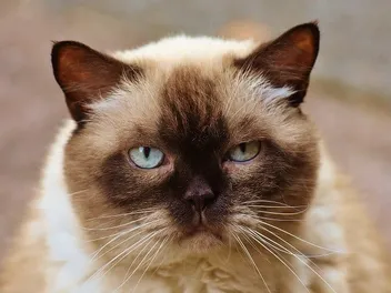 Do Cats Have Eyebrows? Vet-Verified Feline Anatomy Explained