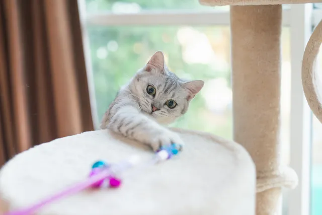 10 DIY Feather Cat Toys You Can Make Today (With Pictures)