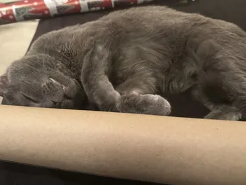 The Sleeping Habits of Cats: Olga’s Preferences