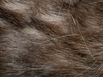 Why Does My Cat Have Dandruff? 11 Vet Reviewed Causes & Treatment