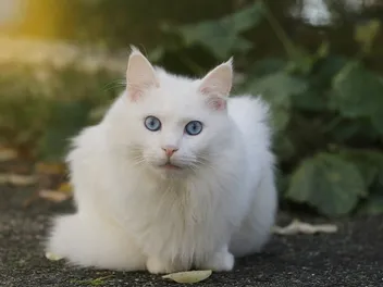 Are All White Cats With Blue Eyes Deaf? Vet-Reviewed Facts & FAQ