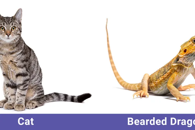 Will My Cat Eat My Bearded Dragon? Coexisting & Socialization Tips