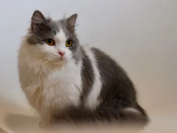 Napoleon Cat Breed Info: Pictures, Facts & Traits