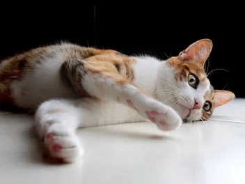 9 Vet-Reviewed Signs Your Cat Is Bored & How to Fix It