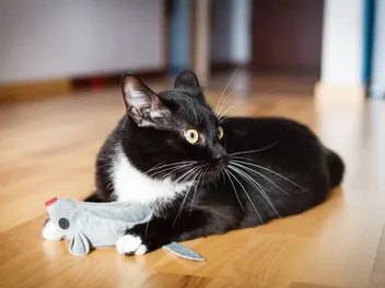 13 DIY Felt Cat Toy Plans You Can Make Today (With Instructions)