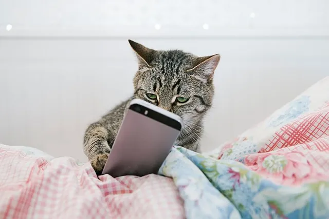 6 Cat Screen Games for Your Phone and Tablet (2026 Update)