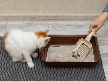8 Best Disposable Litter Boxes in 2026 - Reviews & Top Picks
