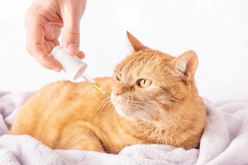 cat-sniffing-a-dropper