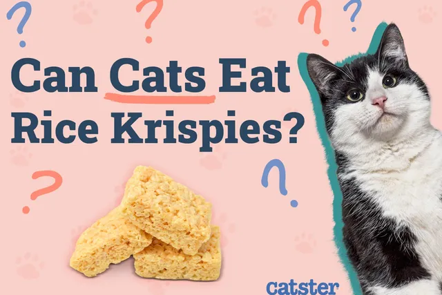 Can Cats Eat Rice Krispies? Vet Approved Facts & FAQ