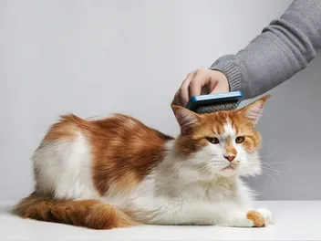 Do Cats Like Being Brushed? Our Vet Explains