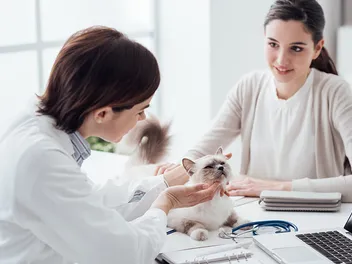 When to Euthanize a Cat With Liver Failure: Vet-Reviewed Advice