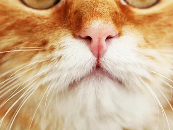 10 Interesting Facts About Cat Noses & Their Sense of Smell (Vet Approved)