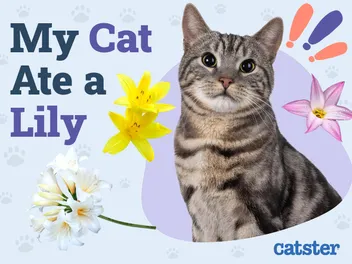 My Cat Ate a Lily: Is It Dangerous? Vet Reviewed Signs & Treatments