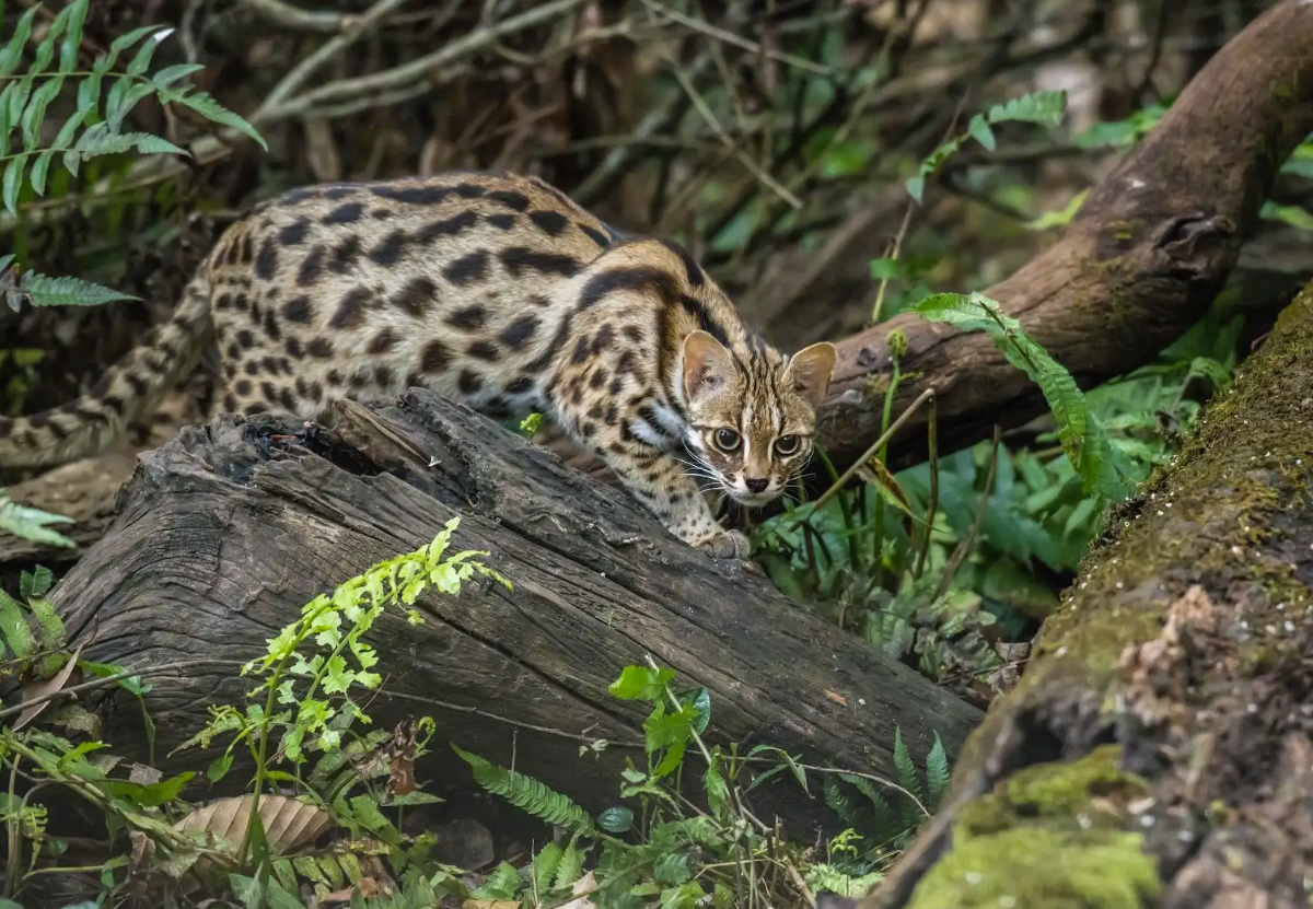 Leopard cat stalking across a fallen log in a forest
