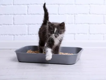 Why Won’t My Kitten Poop? 7 Vet-Reviewed Reasons & Solutions