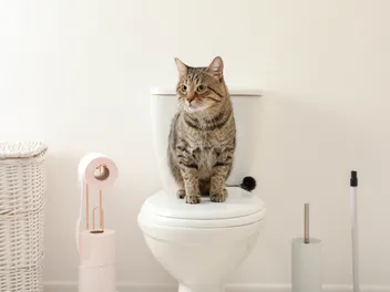The Simple Reasons Cats Refuse to Let Anyone Use the Bathroom Alone