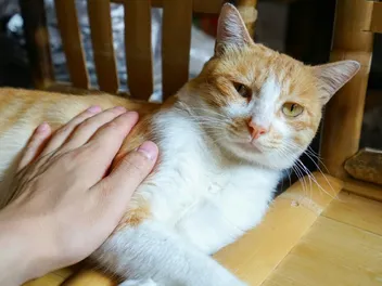Will Petting Reduce Stress in my Cat? Everything You Need to Know!