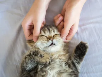 How to Massage a Cat With Arthritis: 4 Vet Approved Techniques & Tips