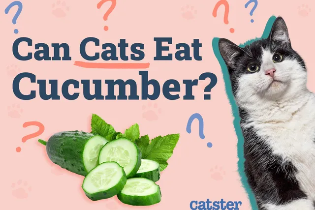 Can Cats Eat Cucumber? Vet-Reviewed Nutrition and Safety