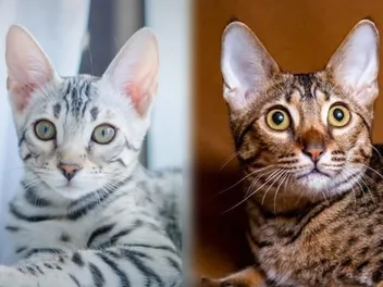 Bengal Savannah Cat Mix: Info, Pictures, Temperament & Traits