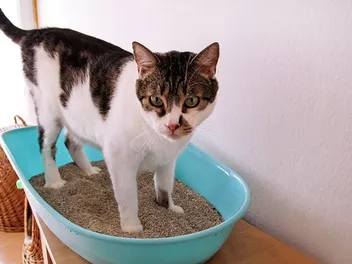 Can Sand Be Used As Cat Litter Replacement? Vet-Approved Facts & FAQ