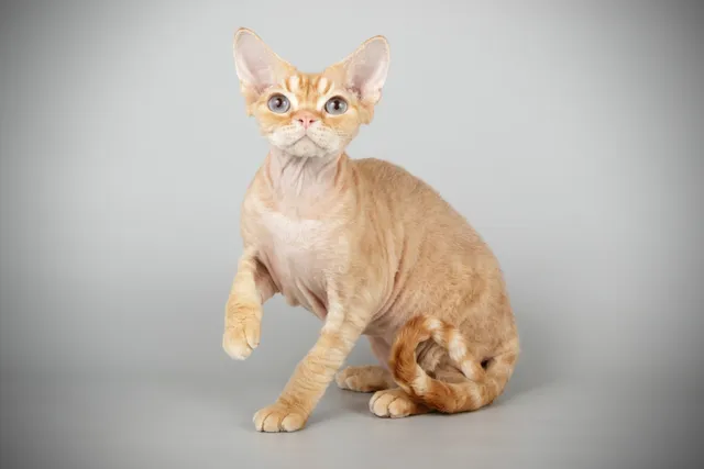 How Long Do Devon Rex Cats Live? Vet-Verified Facts & Data