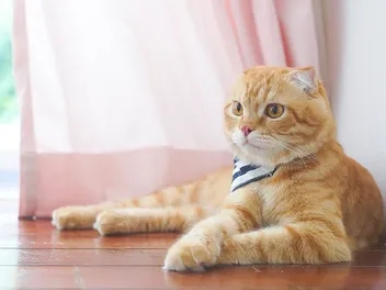 Orange Scottish Fold Cat: Info, Pictures, Facts & History