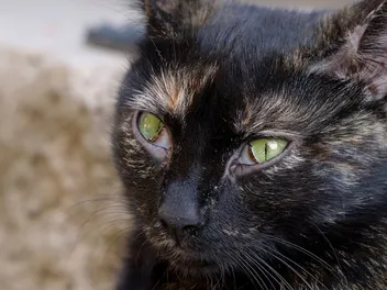 What Is a Cat’s Third Eyelid & What if It’s Showing? Vet Approved Advice