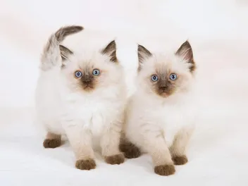 Ragdoll Kittens for Sale in Oklahoma: Breeders List 2026