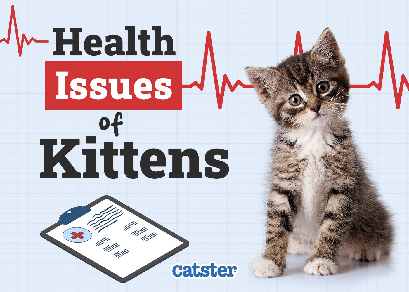 Catster_Health Problems of Kittens