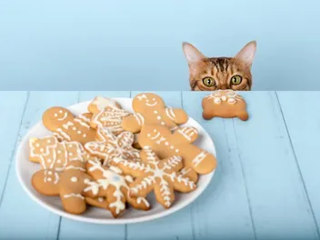 Your Cat Is Begging at Christmas Dinner - Here's What's Safe to Share