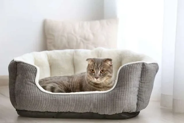 24 DIY Cat Beds You Can Build Today (With Pictures)
