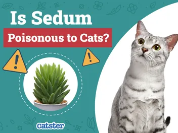 Is Sedum Poisonous to Cats? Common Houseplants Examined & Vet-Reviewed