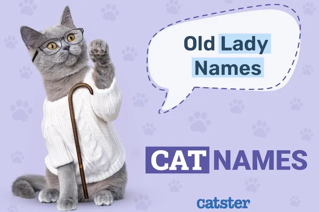100+ Old Lady Names for Cats: Perfect Ideas for Your Adorable Pet