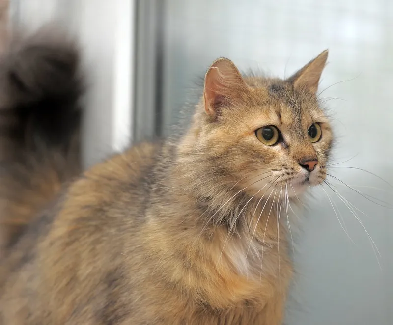 close up chinchilla golden norwegian forest cat indoor
