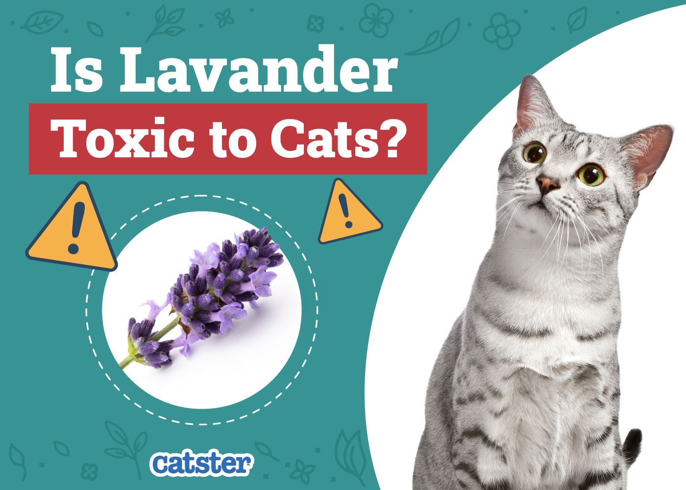 Catster_Is Lavander Toxic to Cats