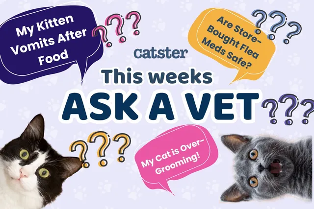 Ask Dr. Paola – Help! My Kitten Pukes After She Eats! (March 2, 2026)