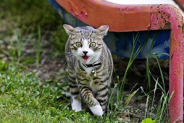 Cat outside looking crazy and weird.