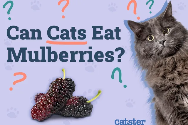 Can Cats Eat Mulberries? Vet-Reviewed Facts & FAQs