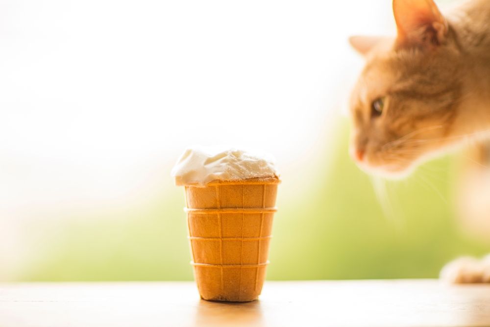ginger cat next to ice cream cone