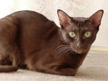 How Rare Are Brown Cats? Vet-Verified Cat Genetics