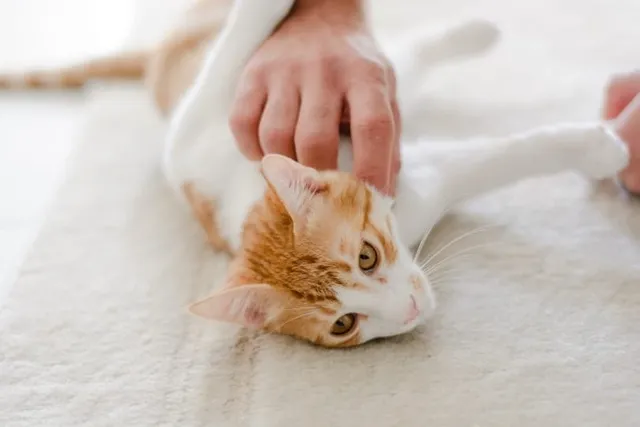 Lymph Node Enlargement (Lymphadenopathy) in Cats – Causes and Care Guide (Vet Answer)