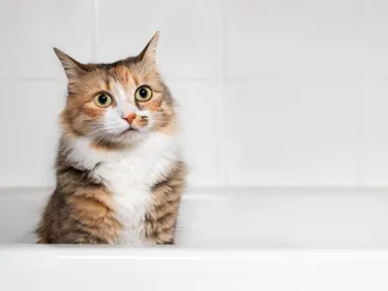 Cat Shampoo Alternatives That Are Already in Your House