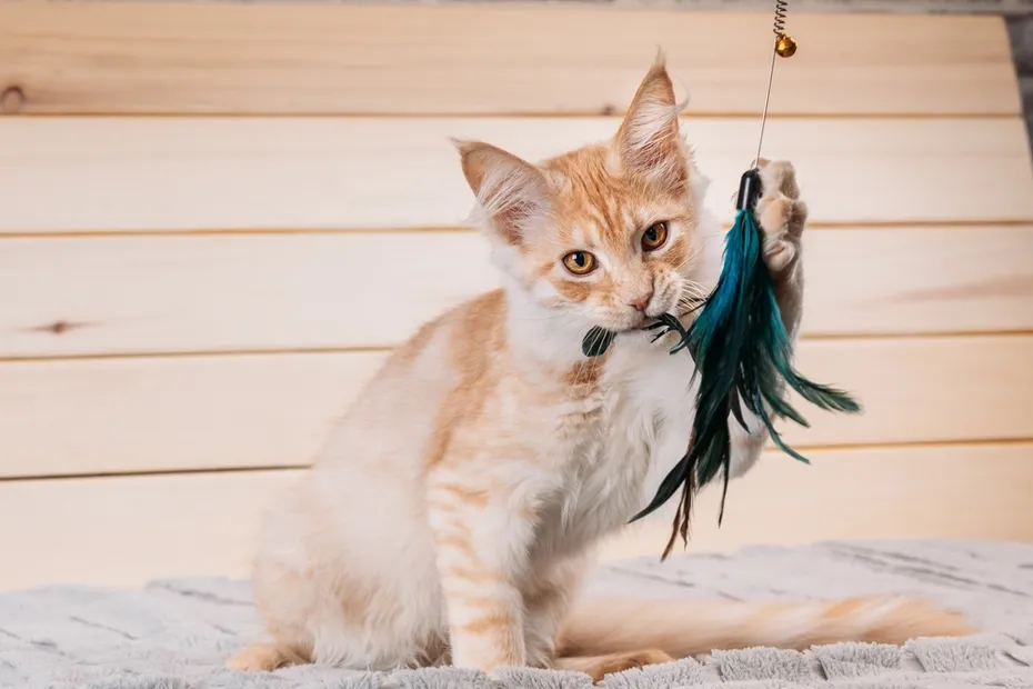 Red-Ginger-Maine-Coon-Cat-Playing-With-Toy