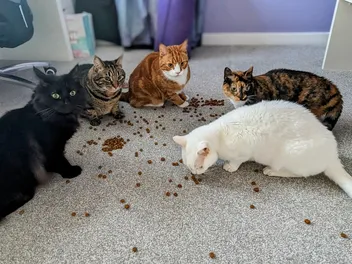 The Best of 2024: Dr. Karyn's Favorite Stories About Her Cats