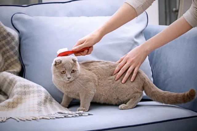 How to Brush a Cat That Doesn't Want to Be Brushed: Vet-Reviewed Step-by-Step Guide