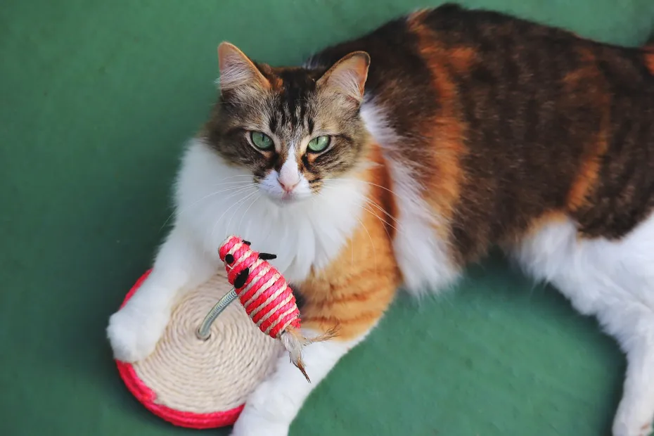 Tiger cat looking at a mouse toy