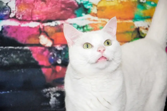 Is My White Cat, Clutch, Deaf? Explaining Feline Genetics & Hearing Impairment