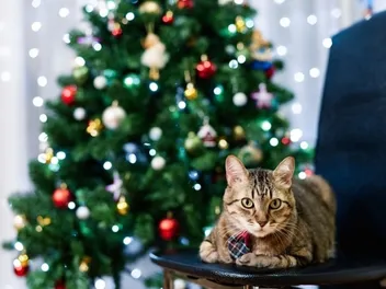 Why Do Cats Love Holiday Decorations So Much? Risks & Precautions