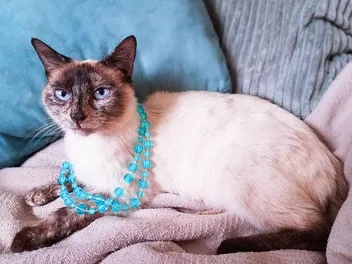 Tortie Point Siamese Cat: Info, Pictures, Facts & History